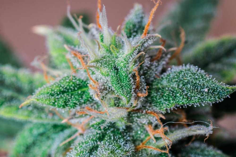 Close up of Cannabis Strains & Terpenes